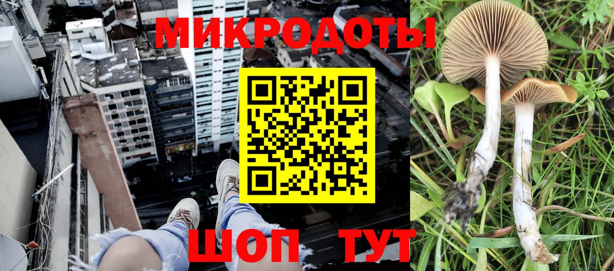 как найти   Галлюциногенные грибы прущие грибы  Вход с VPN  Псилоцибиновые грибы Psilocybe  Кудымкар 